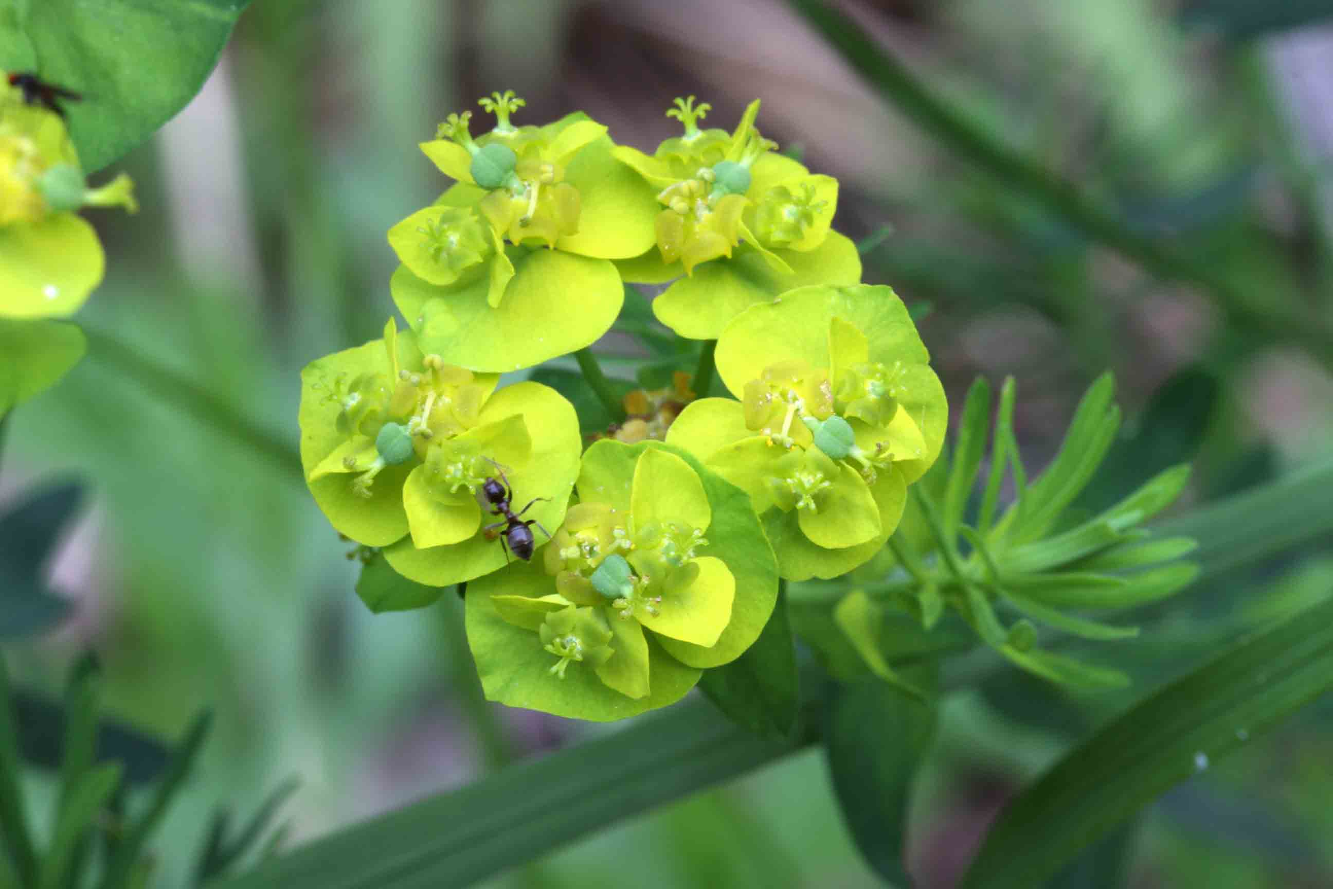 Euphorbia cyparissias (Euphorbiaceae)